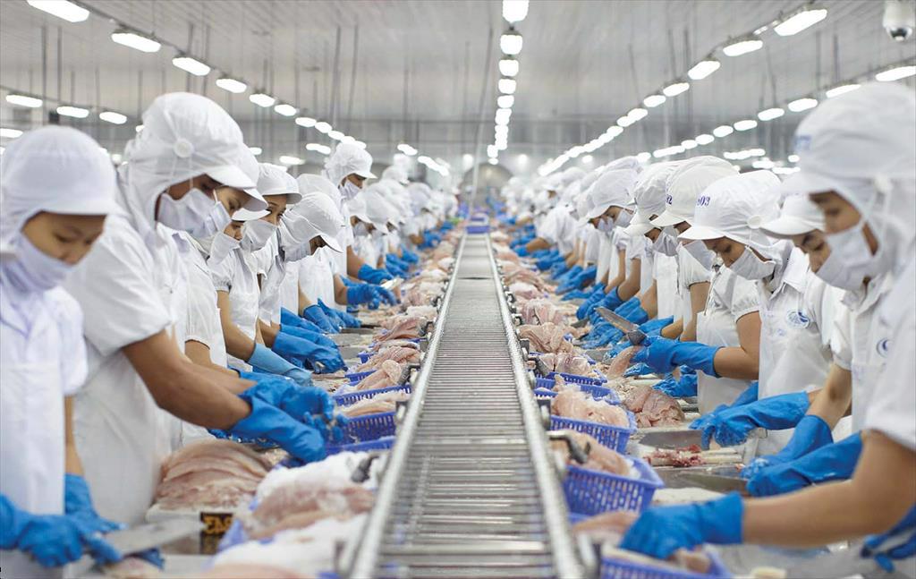 Công nhân chế biến cá tra trên dây chuyền sản xuất phục vụ xuất khẩu